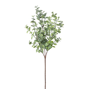 Eucalyptus busk