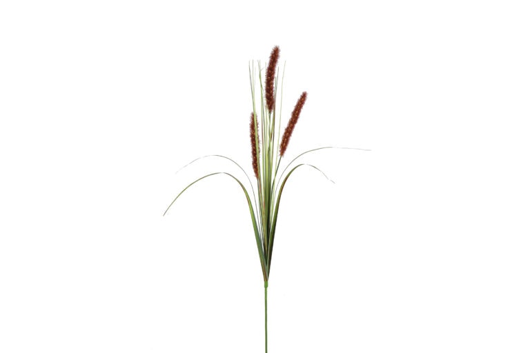 Alopecurus græs brun