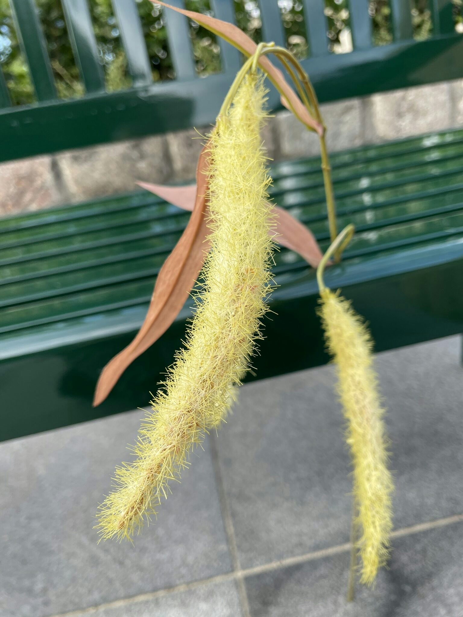 Amaranthus lime