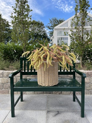 Amaranthus lime