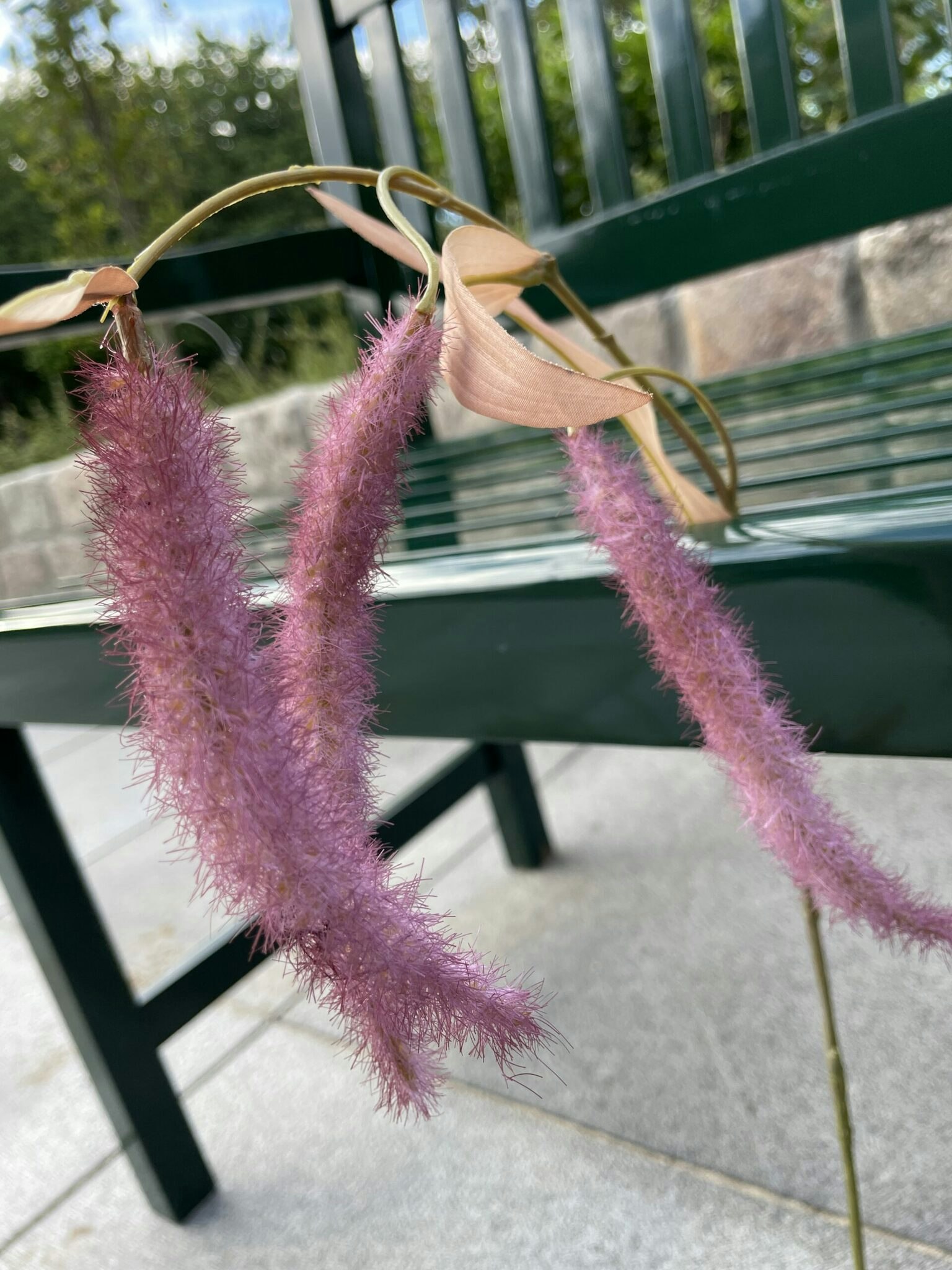Amaranthus lilla