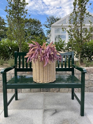 Amaranthus lilla