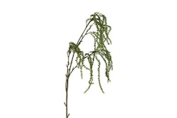 Panicum grøn