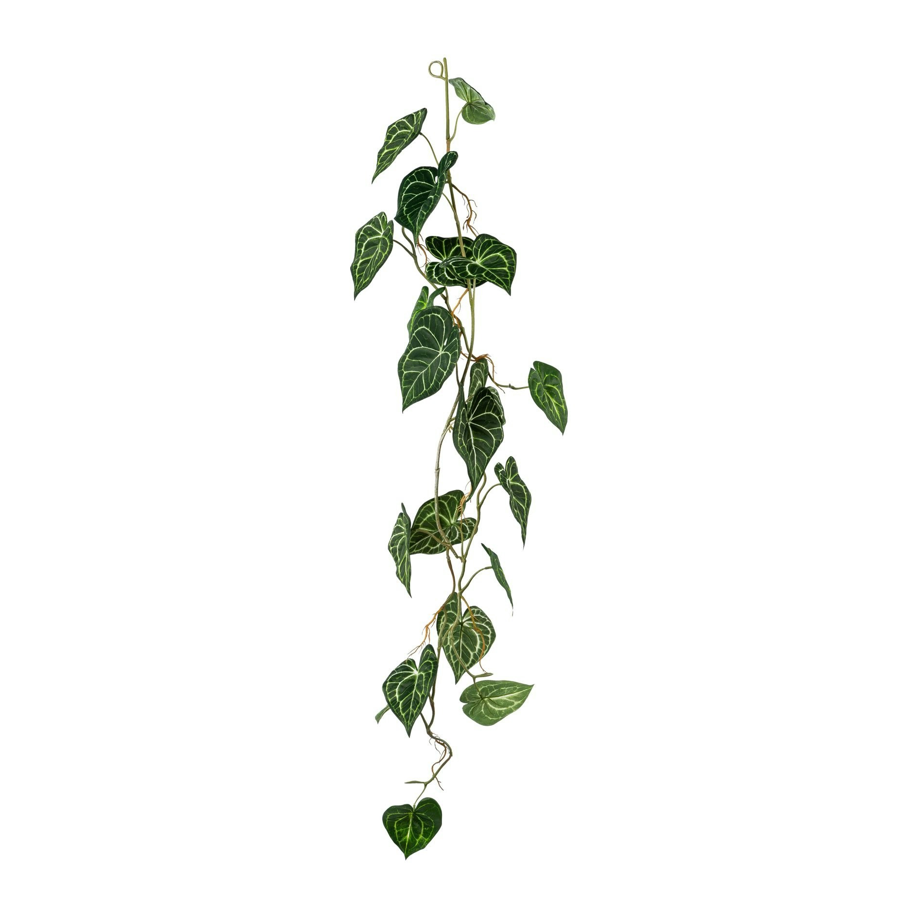 Anthurium ranke