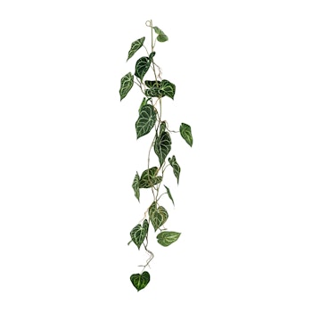 Anthurium ranke