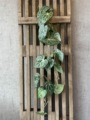 Anthurium ranke