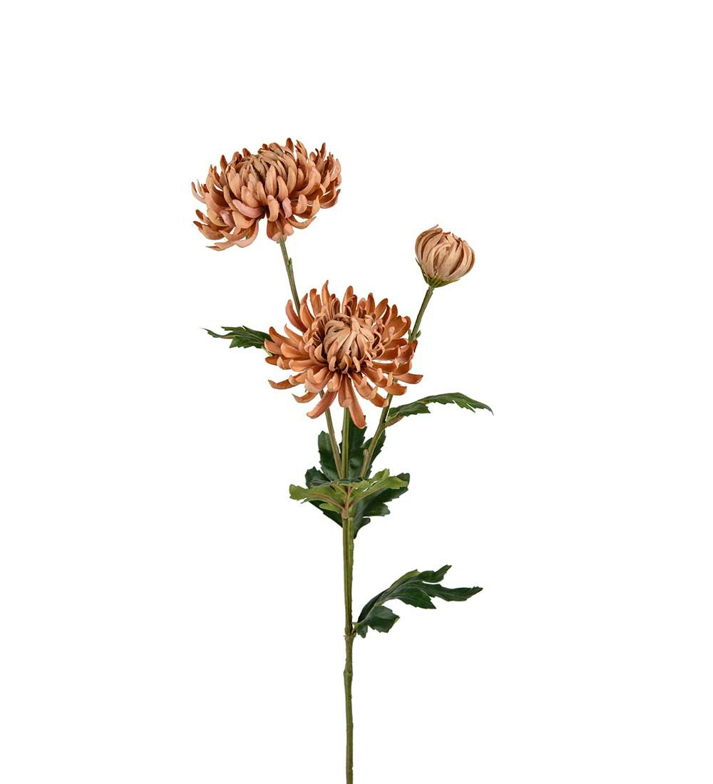 Chrysanthemum Beige