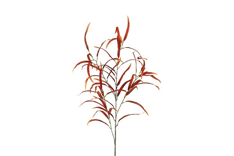 Eukalyptus orange