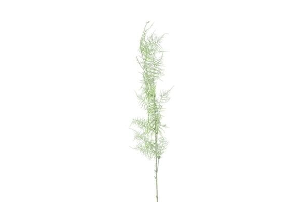 Euphorbia støvgrøn