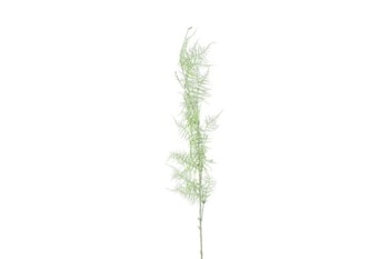 Euphorbia støvgrøn