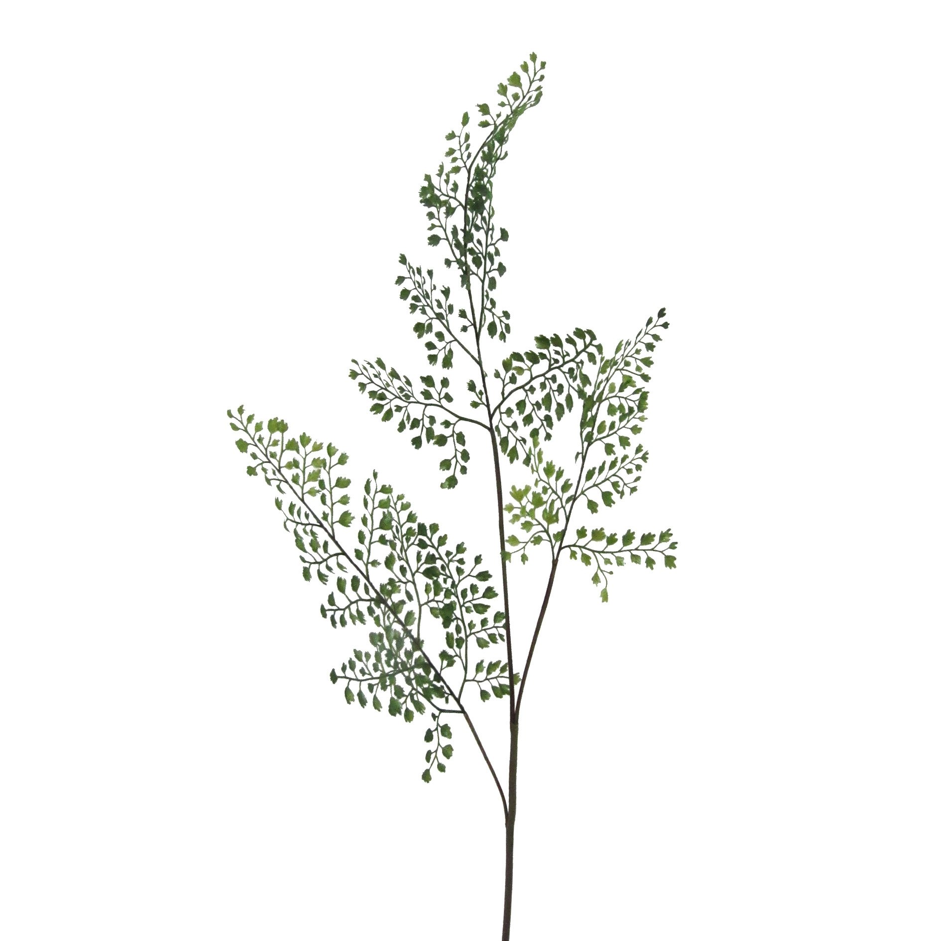 Adianthum gren