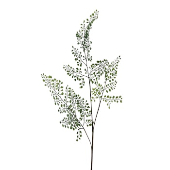 Adianthum gren