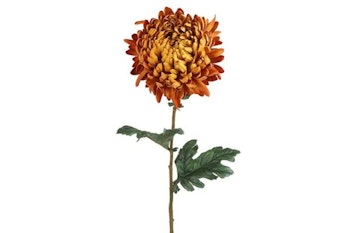 Chrysanthemum orange