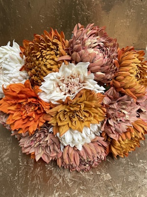 Chrysanthemum orange