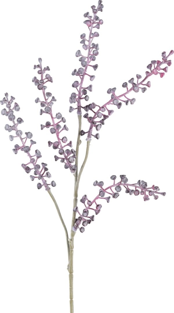 Phytolaca gran lilla