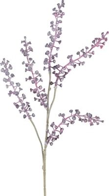 Phytolaca gran lilla