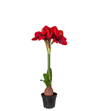 Amaryllis Rød i potte