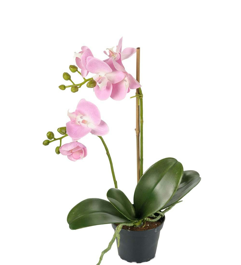 Orkide rosa