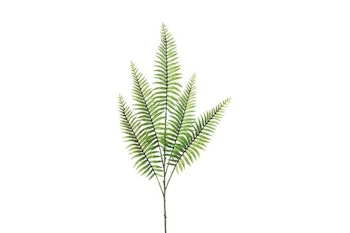 Bregne gren grøn