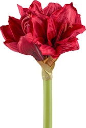 Amaryllis Rød