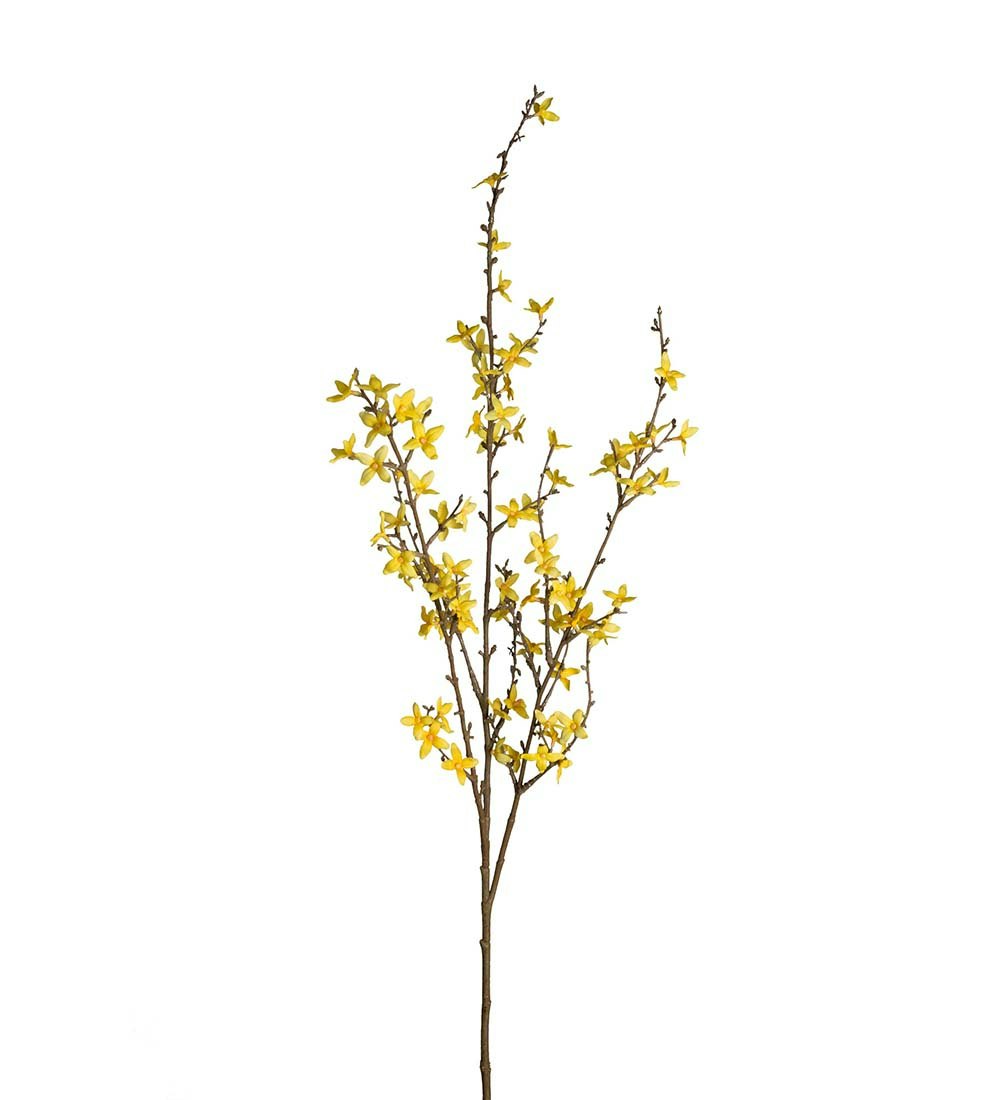 Forsythia gren