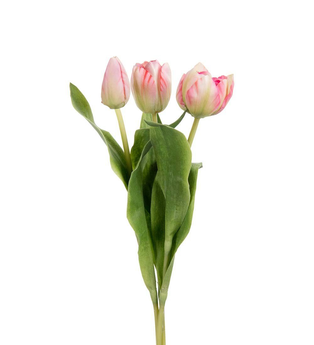 Papegøjetulipan Rosa