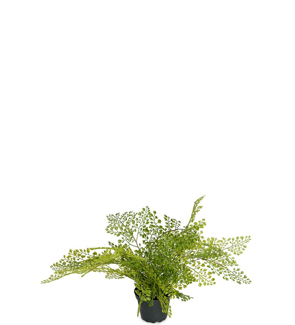 Adiantum 30 cm