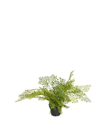 Adiantum 30 cm