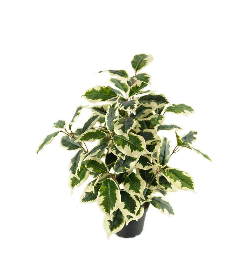 Fikus Varigata 40 cm