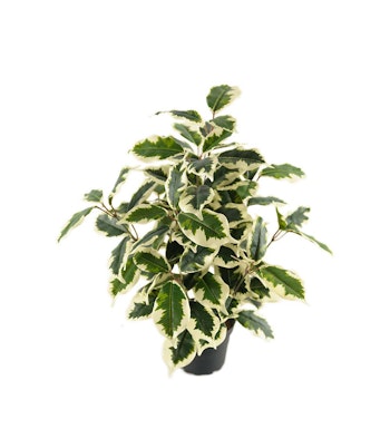 Fikus Varigata 40 cm