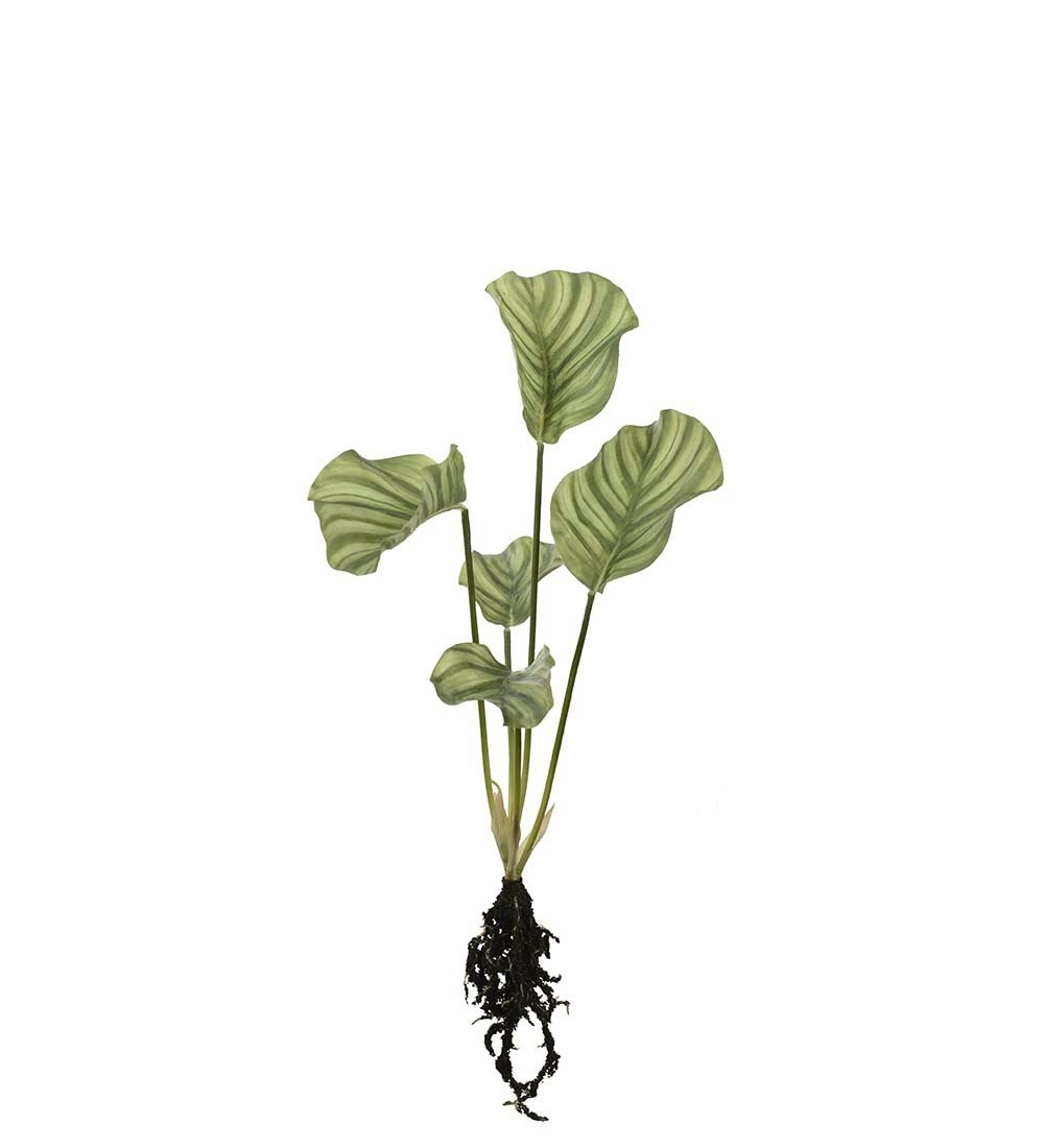 Calathea med rødder