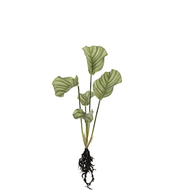 Calathea med rødder