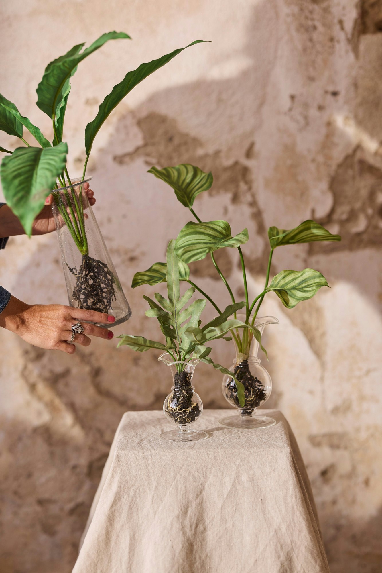 Calathea med rødder