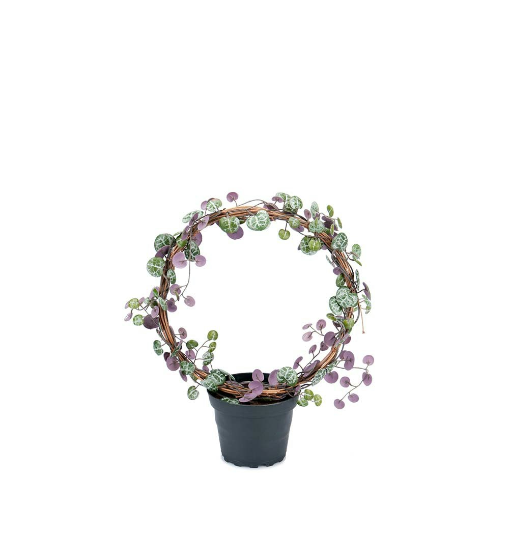 Ceropegia plante i potte