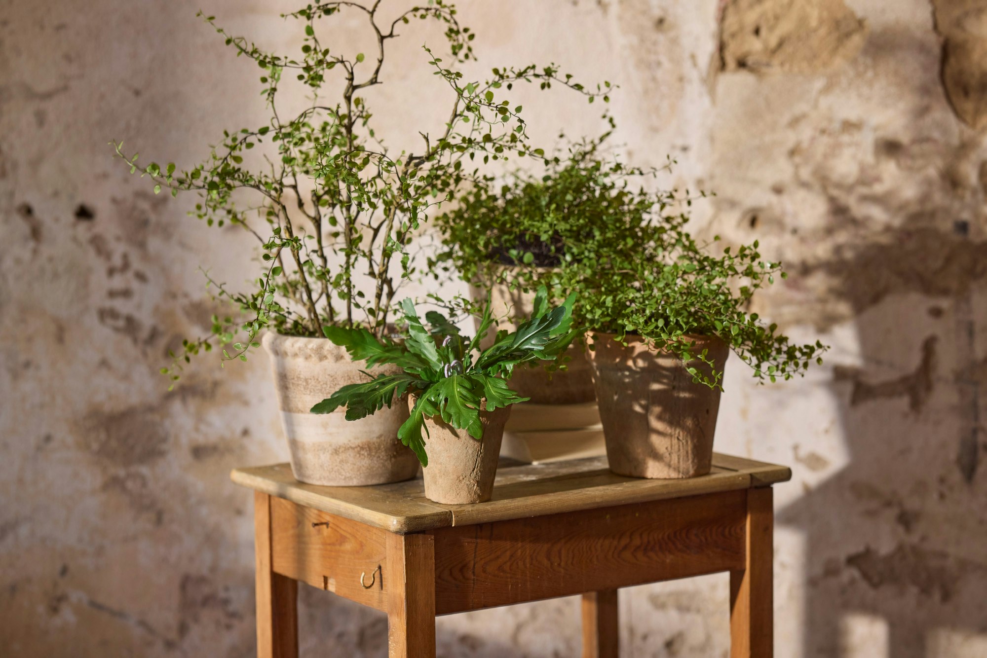 Muehlenbeckia 70 cm