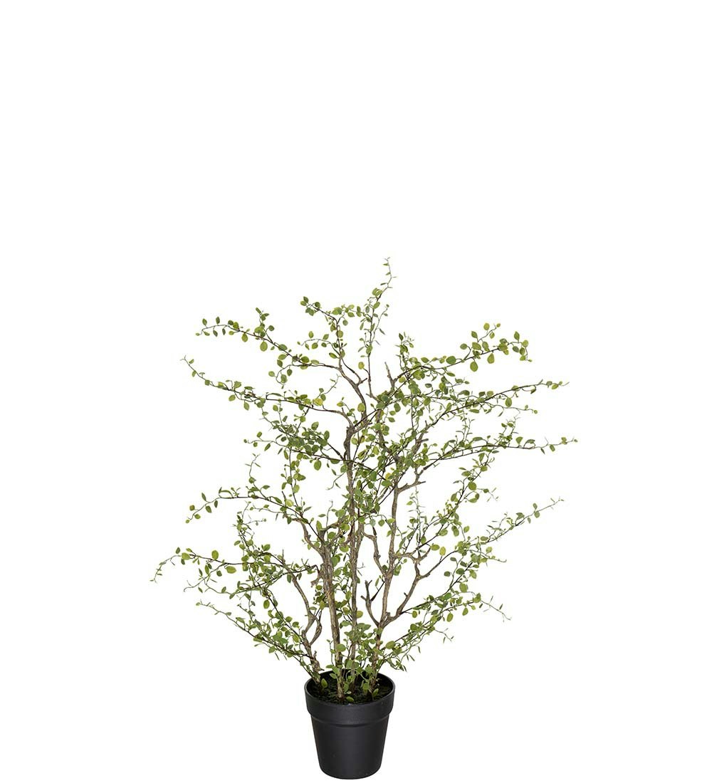 Muehlenbeckia 70 cm