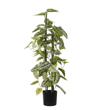 Silverranka 80 cm