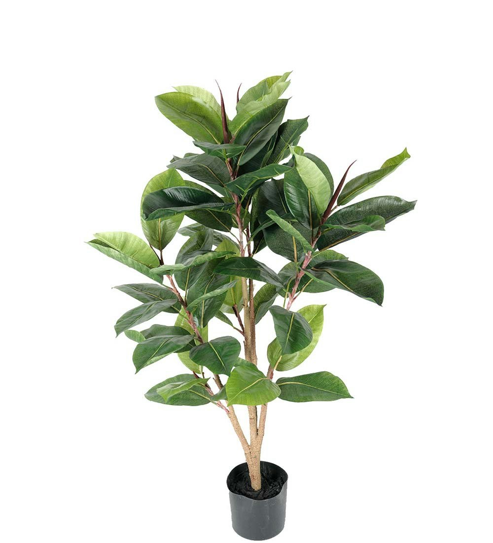 Fikus Robusta 90 cm