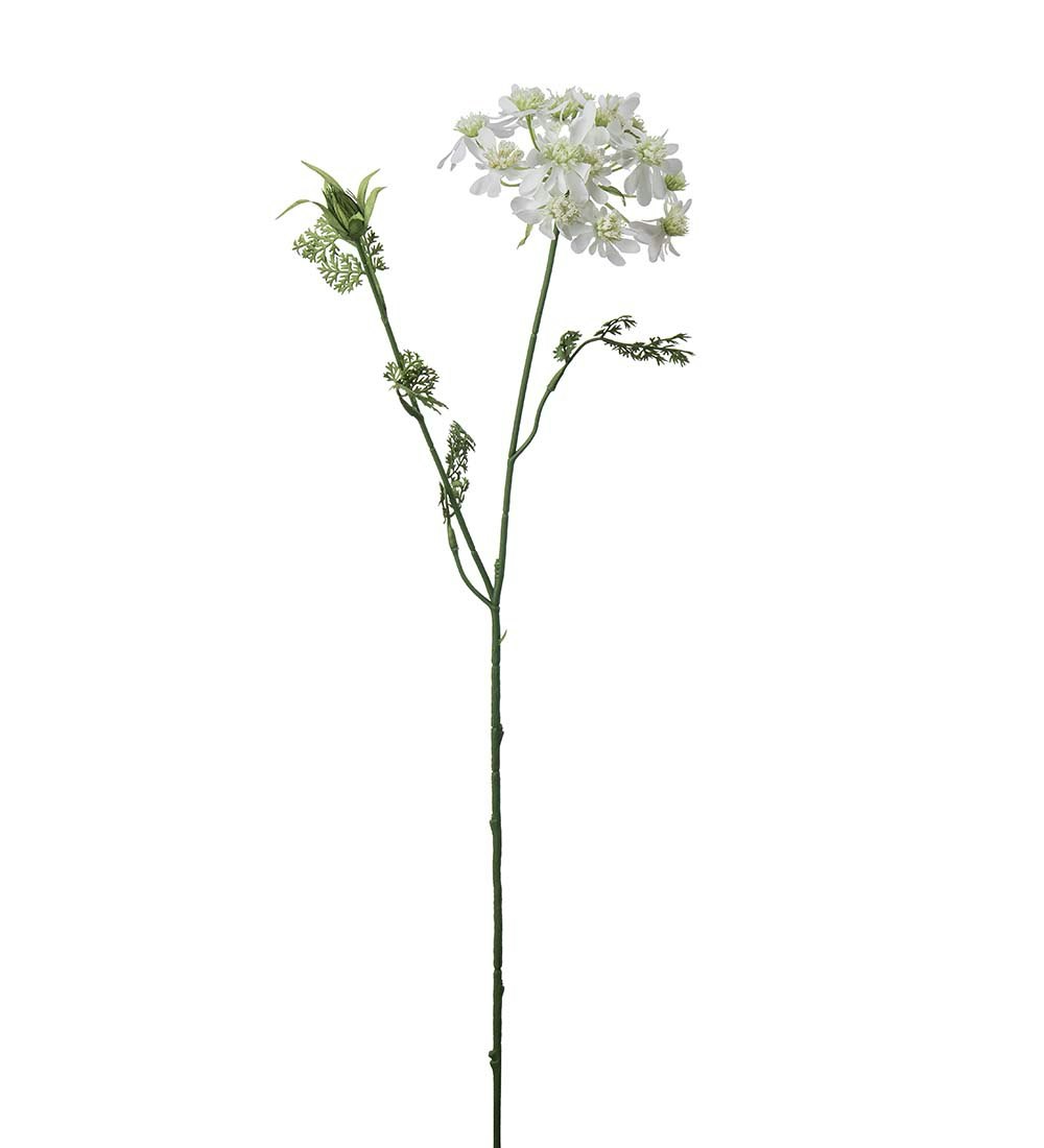 Blomsterkørvel hvid