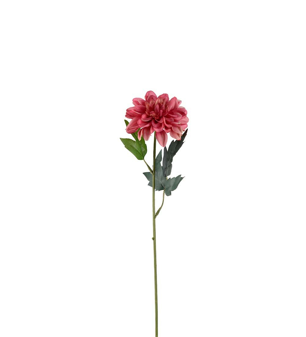 Zinnia blomst Pink