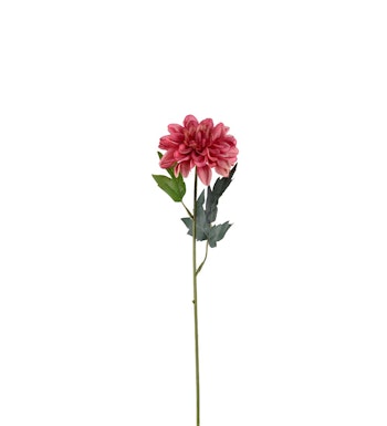 Zinnia blomst Pink