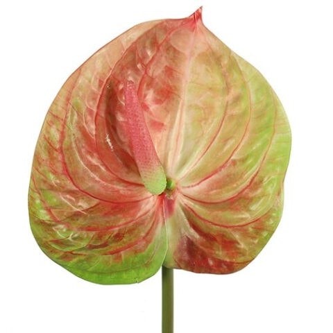 Anthurium multifarvet