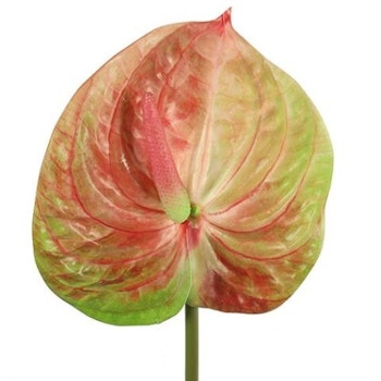 Anthurium multifarvet