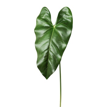 Anthurium blad grøn