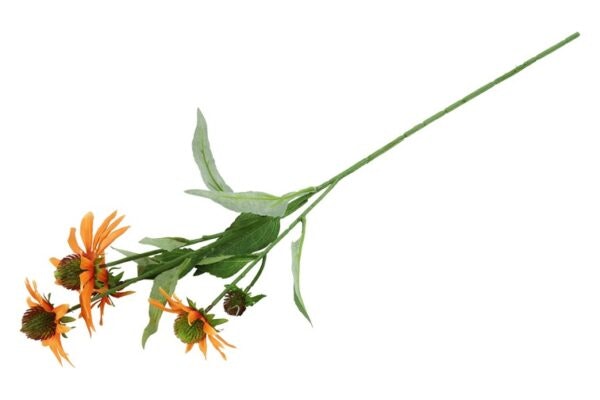 Solhat Orange