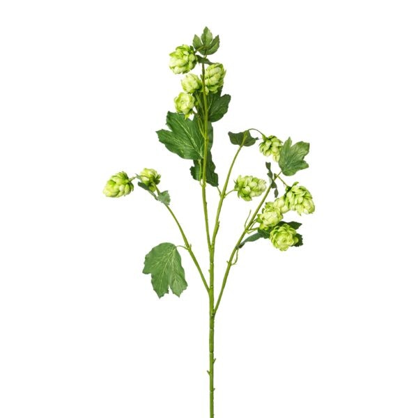 Humle gren grøn