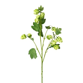 Humle gren grøn