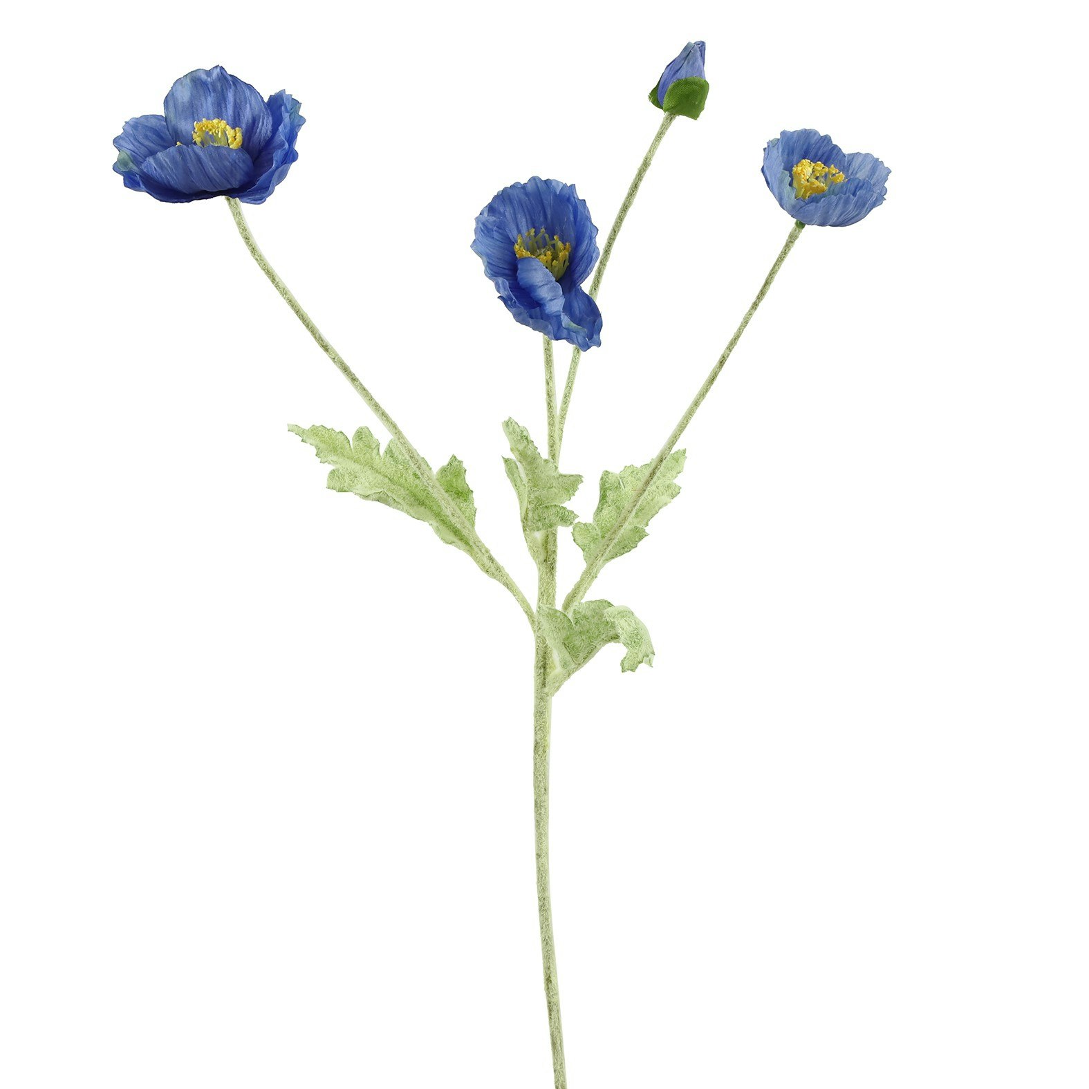 Valmue Blå