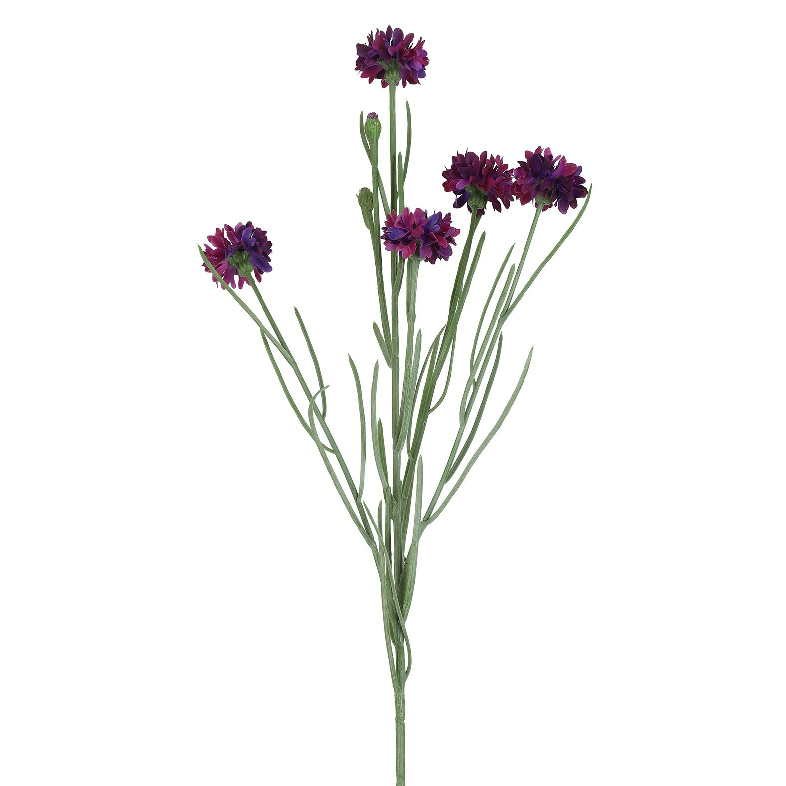 Kornblomst lilla