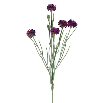 Kornblomst lilla